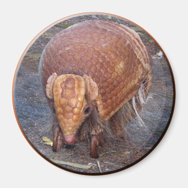 Imã Helaine's Armadillo (Frente)