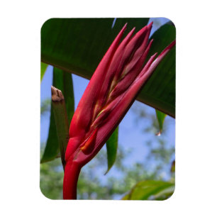 Ímã Heliconia Lobster