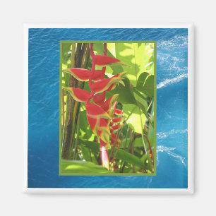 Imã Heliconia rostrata