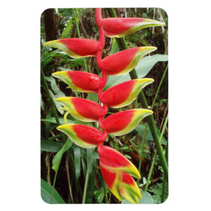 Ímã Heliconia rostrata Flor Magnet Fotográfico Flexíve