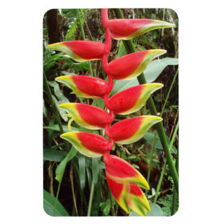 Ímã Heliconia rostrata Flor Magnet Fotográfico Flexíve