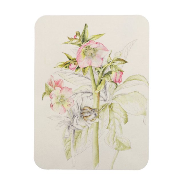 Ímã Hellebores (Vertical)