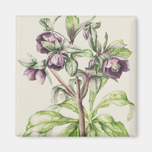 Imã Helleborus Orientalis de Helen Ballard