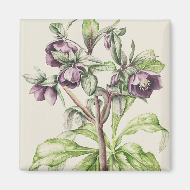 Imã Helleborus Orientalis, de Helen Ballard (Frente)