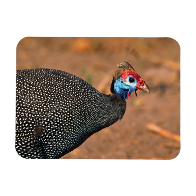 Ímã Helmeted Guiné Fowl (Numida meleagris). África, (Horizontal)
