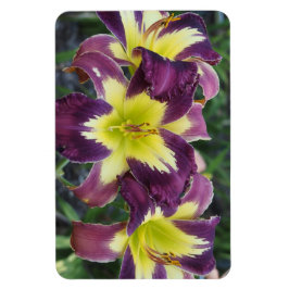 Ímã Hemerocallis