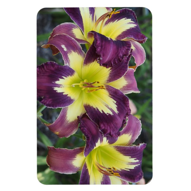 Ímã Hemerocallis (Vertical)