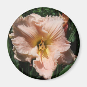 Imã hemerocallis