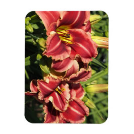 Ímã Hemerocallis