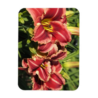 Ímã Hemerocallis
