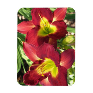 Ímã Hemerocallis