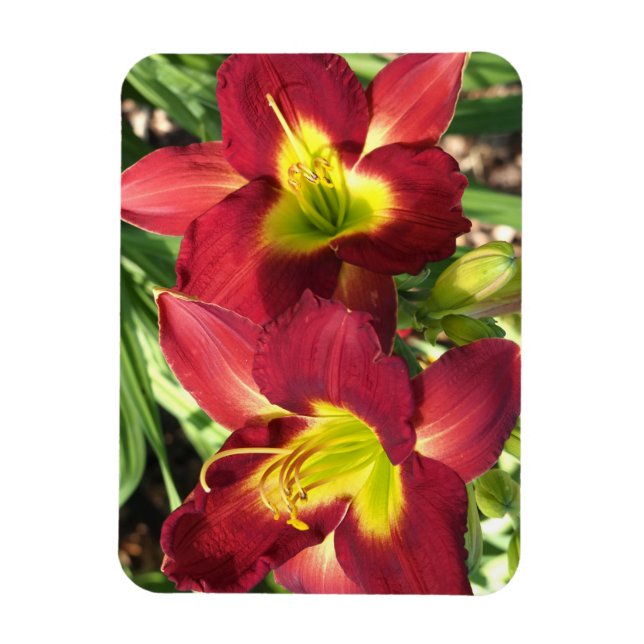 Ímã Hemerocallis (Vertical)
