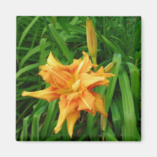 Imã hemerocallis: alaranjado - ímã