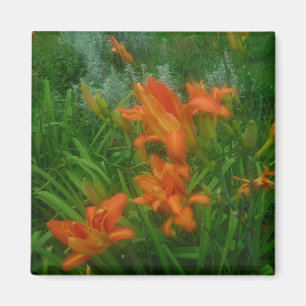 Imã Hemerocallis alaranjados