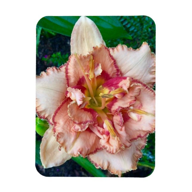 Ímã Hemerocallis, 'Majorca Isle' (Vertical)