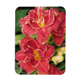 Ímã Hemerocallis Vermelhas