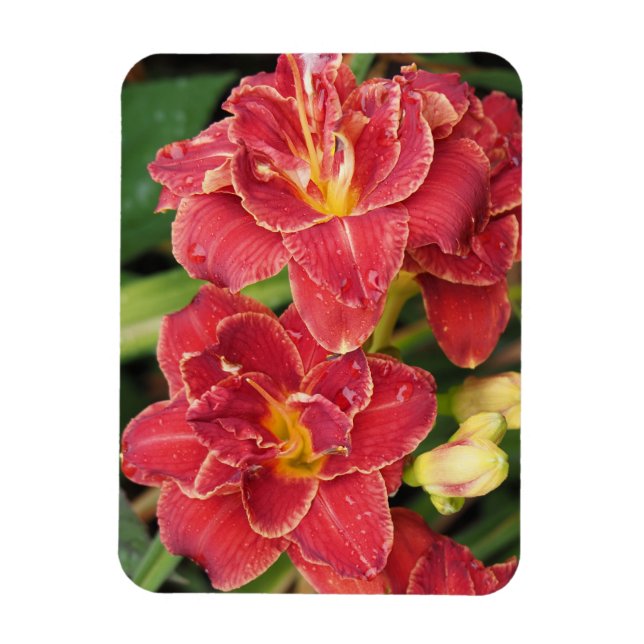 Ímã Hemerocallis Vermelhas (Vertical)