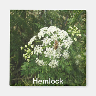 Imã Hemlock Magnet