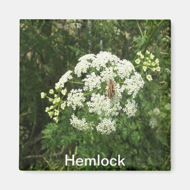 Imã Hemlock Magnet (Frente)