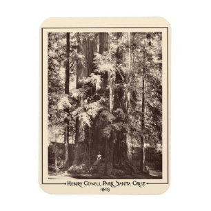 Ímã Henry Cowell Park, Papais noeis Cruz, Califórnia