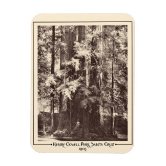 Ímã Henry Cowell Park, Papais noeis Cruz, Califórnia 1