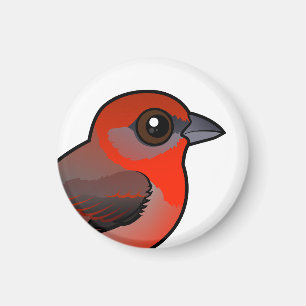 Imã Hepatic Tanager