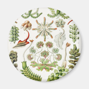 Imã Hepaticae Lebermoose por Ernst Haeckel