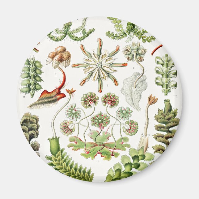Imã Hepaticae Lebermoose por Ernst Haeckel (Frente)