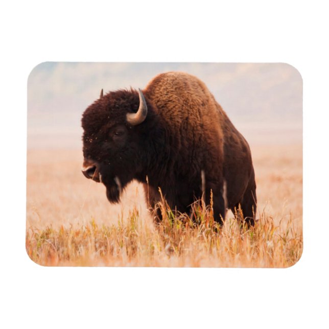 Ímã Herança Americana Bison (Bison Bison) Em Teton 2 (Horizontal)