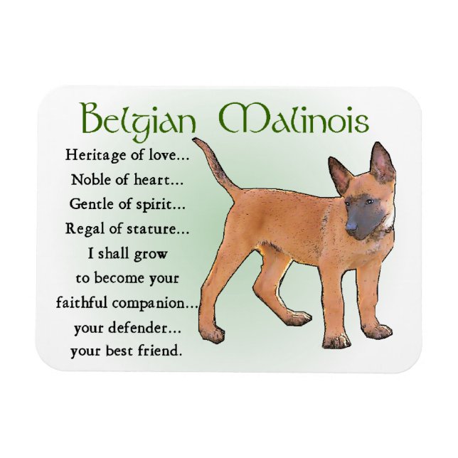 Ímã Herança do Amor, Malinois Belga (Horizontal)