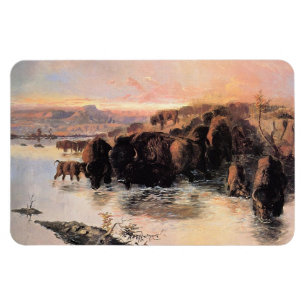 Ímã Herd Buffalo Americano