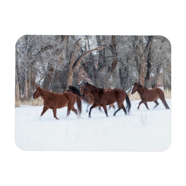 Ímã Herd of Horses Running in Winters Snow (Horizontal)