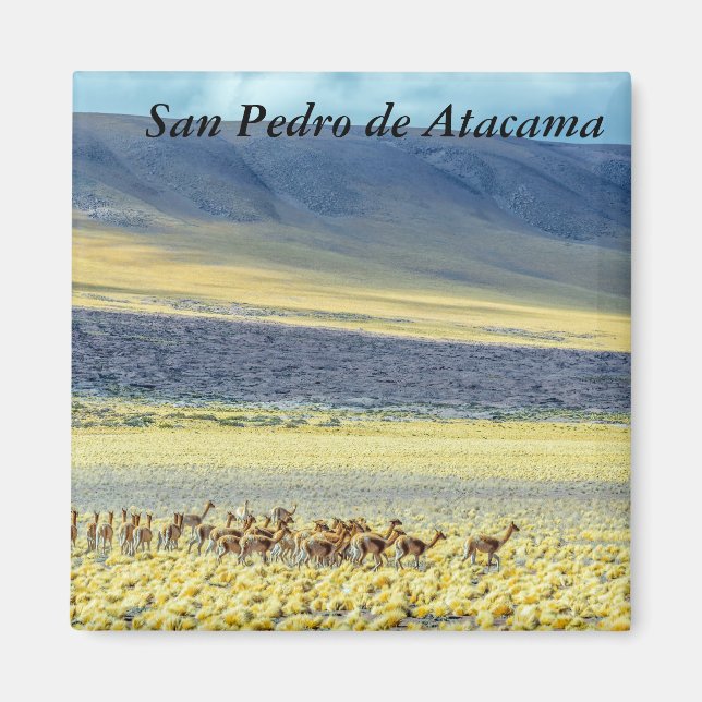 Imã Herd of Vicunas (Frente)