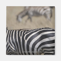 Herdeiro de Zebras, Masai Mara Game Reserve,