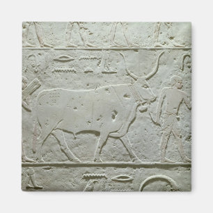 Imã Herdsman dirigindo um touro