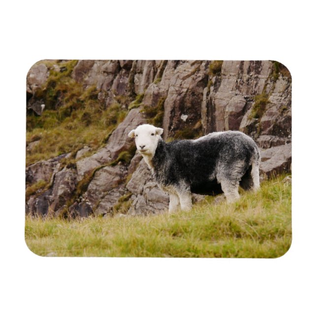 Ímã Herdwick Sheep Magnet (Horizontal)