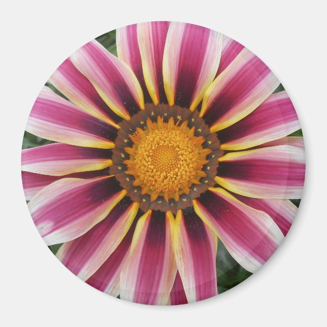 Imã Hereford (Frente)