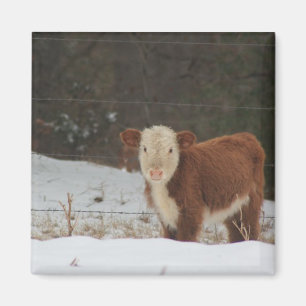 Imã Hereford Calf - Fazenda russa