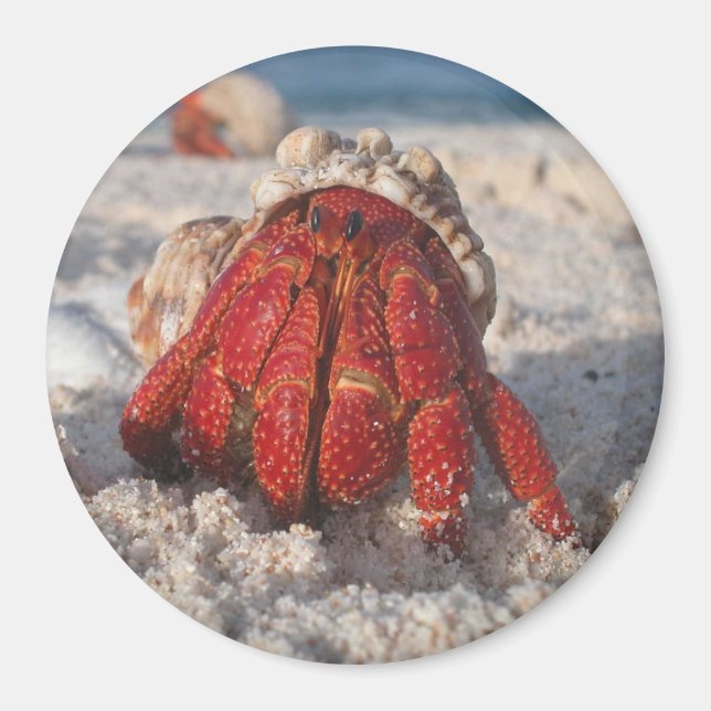 Imã Hermit Crab (Frente)
