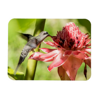 Ímã Hermit Pequeno Magneta De Barba Branca