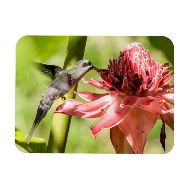 Ímã Hermit Pequeno Magneta De Barba Branca (Horizontal)