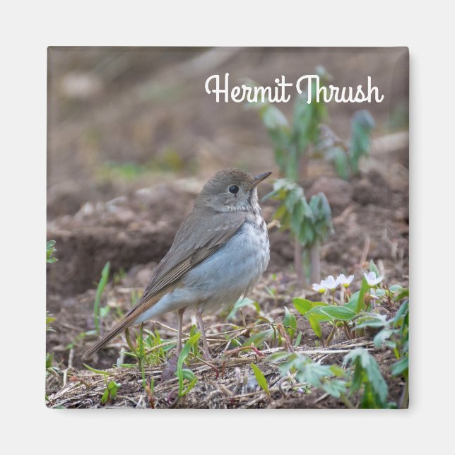 Imã Hermit Thrush (Frente)