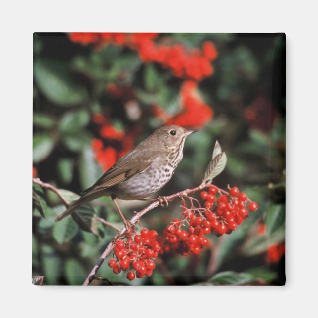 Imã Hermit Thrush (Frente)