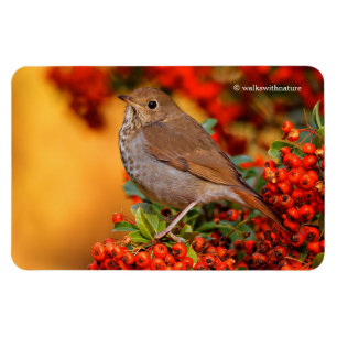 Ímã Hermit Thrush Songbird no espinheiro-espinho