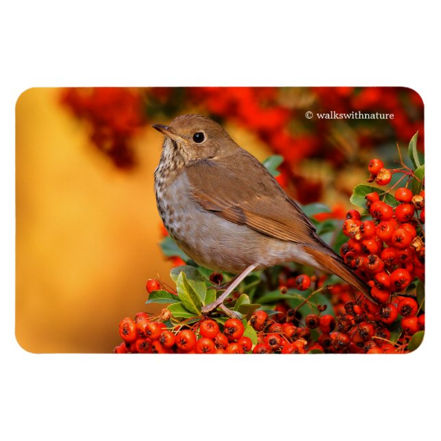 Ímã Hermit Thrush Songbird no Scarlet Firethorn (Horizontal)