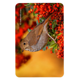 Ímã Hermit Thrush Songbird no Scarlet Firethorn