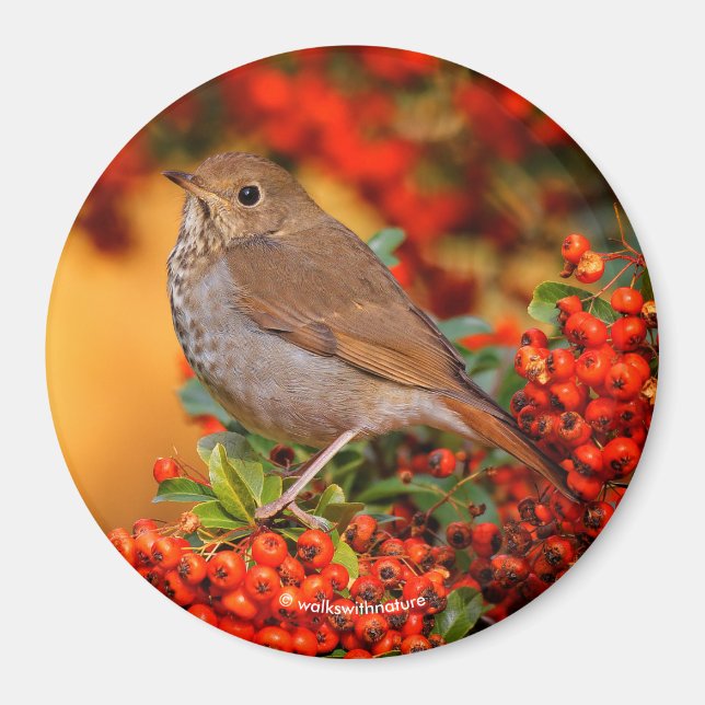 Imã Hermit Thrush Songbird no Scarlet Firethorn (Frente)