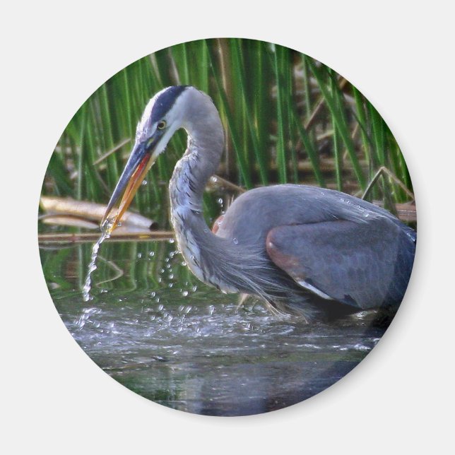 Imã Heron Splash (Frente)