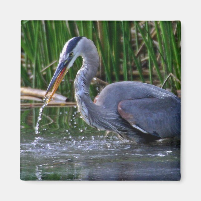 Imã Heron Splash (Frente)