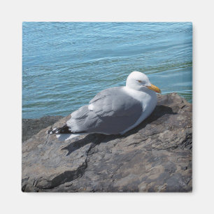 Imã Herring Gull em Rock Jetty